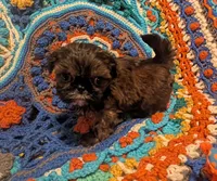 Brody , a male Shih Tzu for sale in Stonewall, LA – 3 of 8