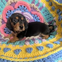 Rotti, a female Miniature Dachshund for sale in Stonewall, LA – 2 of 3