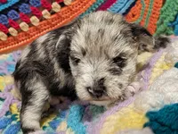 Alexis, a female Miniature Schnauzer for sale in Stonewall, LA – 1 of 3