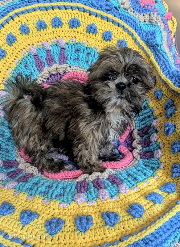 Munchkin – Shih Tzu puppy for sale in Stonewall, LA