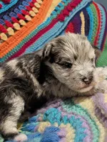 Alexis, a female Miniature Schnauzer for sale in Stonewall, LA – 3 of 3