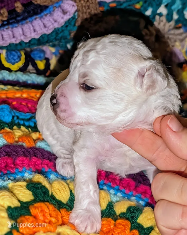 Blitz – Poodle - Toy  puppy for sale in Stonewall, LA