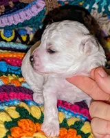 Blitz, a male Poodle - Toy  for sale in Stonewall, LA – 1 of 5