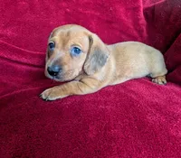 Savannah, a female Miniature Dachshund for sale in Stonewall, LA – 2 of 4