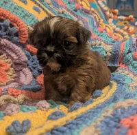 Precious , a female Shih Tzu for sale in Stonewall, LA – 2 of 8