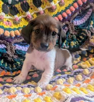 Lil Oscar, a male Miniature Dachshund for sale in Stonewall, LA – 2 of 4
