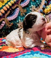 Katie, a female Poodle - Toy  for sale in Stonewall, LA – 4 of 7