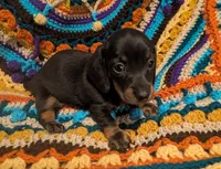 Sadi, a female Miniature Dachshund for sale in Stonewall, LA – 7 of 9