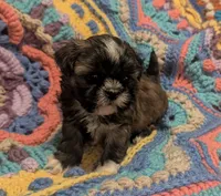 Princess, a female Shih Tzu for sale in Stonewall, LA – 2 of 9
