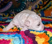 Blitz, a male Poodle - Toy  for sale in Stonewall, LA – 2 of 5