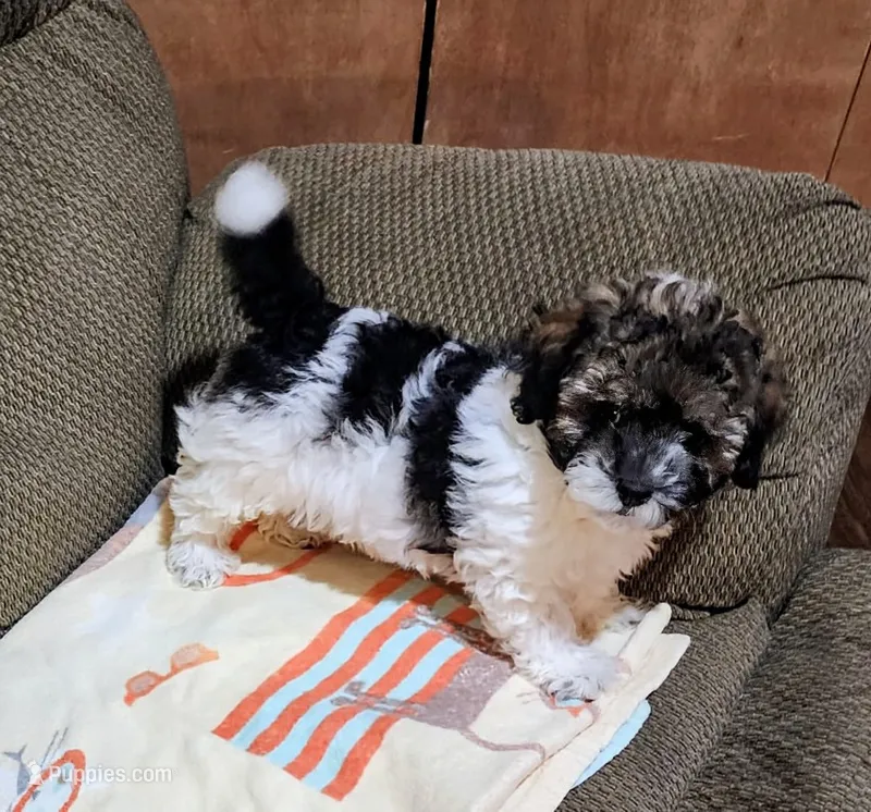 Tiger – Poodle - Toy  puppy for sale in Stonewall, LA
