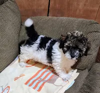 Tiger, a male Poodle - Toy  for sale in Stonewall, LA – 1 of 1