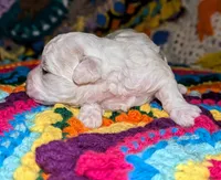 Blitz, a male Poodle - Toy  for sale in Stonewall, LA – 5 of 5