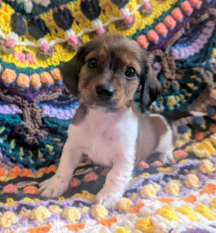 Lil Oscar – Miniature Dachshund puppy for sale in Stonewall, LA