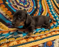 Sadi, a female Miniature Dachshund for sale in Stonewall, LA – 3 of 9