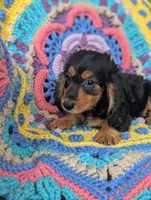 Princess BriAnna, a female Miniature Dachshund for sale in Stonewall, LA – 7 of 9