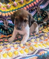 Lil Oscar, a male Miniature Dachshund for sale in Stonewall, LA – 4 of 4
