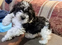 BJ, a male Poodle - Toy  for sale in Stonewall, LA – 2 of 2