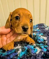 Savannah , a female Dachshund for sale in Stonewall, LA – Photo 1 of 7