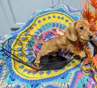 Ruby Red , a female Dachshund for sale in Stonewall, LA – Photo 4 of 7