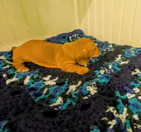 Savannah , a female Dachshund for sale in Stonewall, LA – Photo 5 of 7