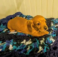 Savannah , a female Dachshund for sale in Stonewall, LA – Photo 3 of 7