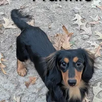 Ruby Red , a female Dachshund for sale in Stonewall, LA – Photo 7 of 7
