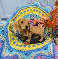 Ruby Red , a female Dachshund for sale in Stonewall, LA – Photo 3 of 7