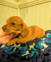Savannah , a female Dachshund for sale in Stonewall, LA – Photo 2 of 7