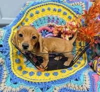 Ruby Red , a female Dachshund for sale in Stonewall, LA – Photo 1 of 7