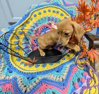 Ruby Red , a female Dachshund for sale in Stonewall, LA – Photo 5 of 7