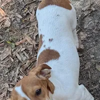 Ruby Red , a female Dachshund for sale in Stonewall, LA – Photo 6 of 7