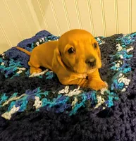 Savannah , a female Dachshund for sale in Stonewall, LA – Photo 4 of 7