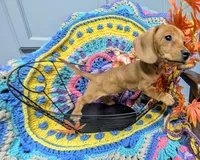 Ruby Red , a female Dachshund for sale in Stonewall, LA – Photo 2 of 7