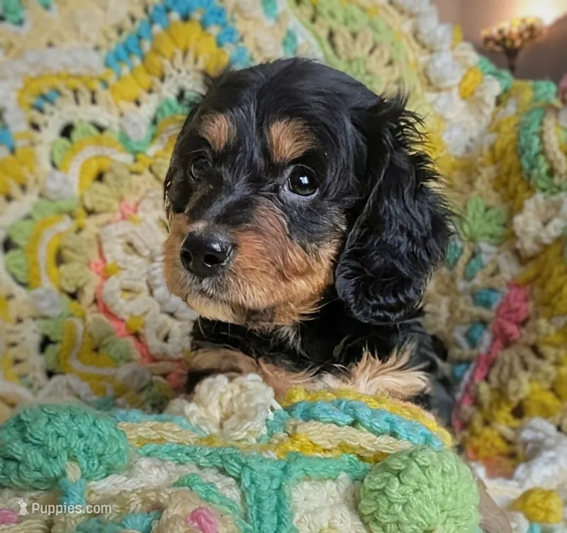 Princess – Miniature Dachshund puppy for sale in Stonewall, LA