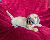 Savannah, a female Miniature Dachshund for sale in Stonewall, LA – 4 of 4