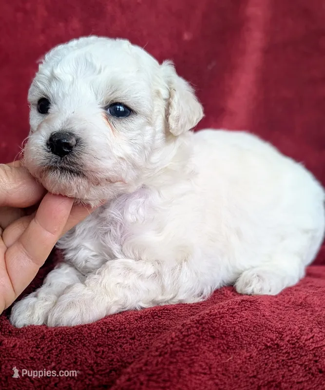 Blitz – Poodle - Toy  puppy for sale in Stonewall, LA