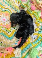 Princess, a female Miniature Dachshund for sale in Stonewall, LA – 4 of 5