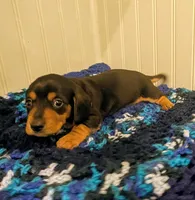 Rowdy, a male Dachshund for sale in Stonewall, LA – Photo 2 of 7