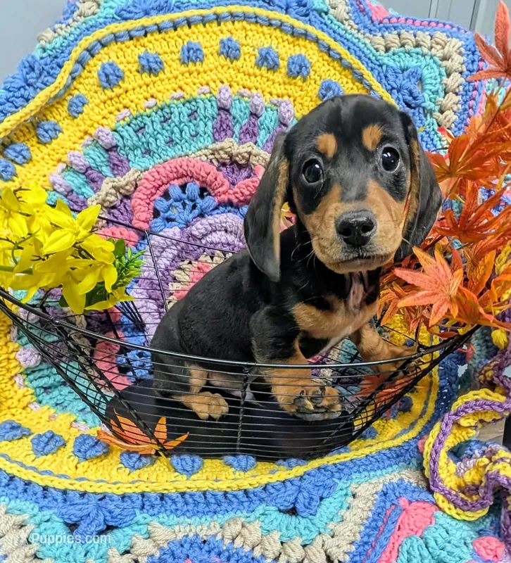 Rowdy – Dachshund puppy for sale in Stonewall, LA