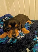 Rowdy, a male Dachshund for sale in Stonewall, LA – Photo 3 of 7