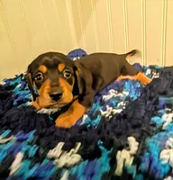 Rowdy, a male Dachshund for sale in Stonewall, LA – Photo 1 of 7