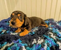 Rowdy, a male Dachshund for sale in Stonewall, LA – Photo 5 of 7