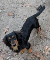 Rowdy, a male Dachshund for sale in Stonewall, LA – Photo 7 of 7