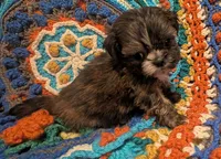 Munchkin, a male Shih Tzu for sale in Stonewall, LA – 2 of 4