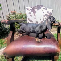 Braco, a male Miniature Dachshund for sale in Stonewall, LA – 7 of 7