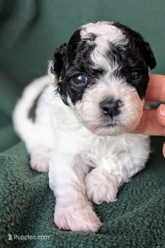 Chloe – Poodle - Toy  puppy for sale in Stonewall, LA
