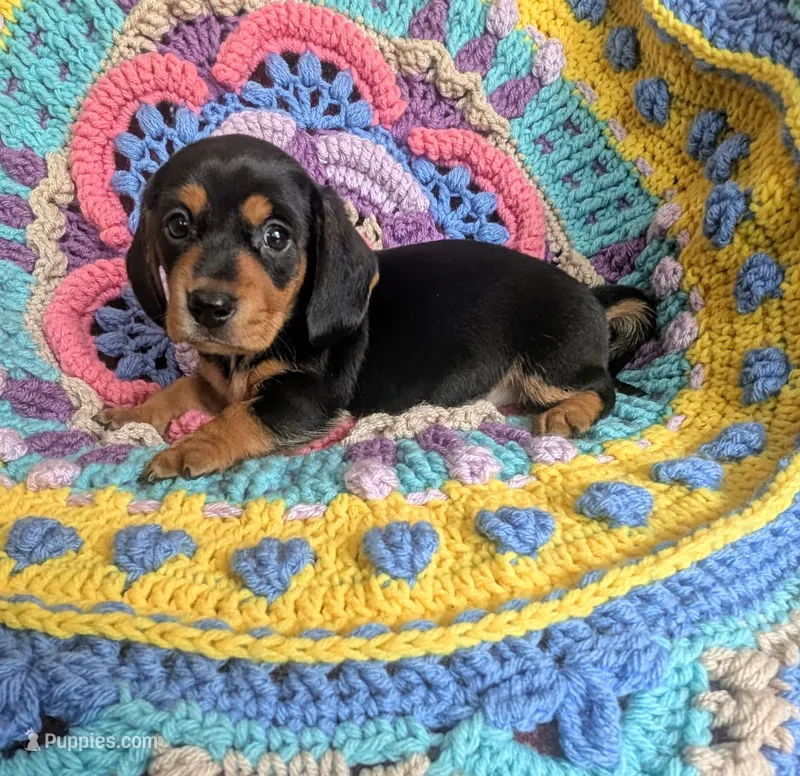 Rotti – Miniature Dachshund puppy for sale in Stonewall, LA