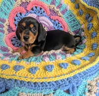 Rotti, a female Miniature Dachshund for sale in Stonewall, LA – 1 of 3