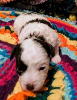 Katie, a female Poodle - Toy  for sale in Stonewall, LA – 2 of 7